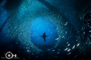 Underwater Photography 101:  The Beginning Beginner