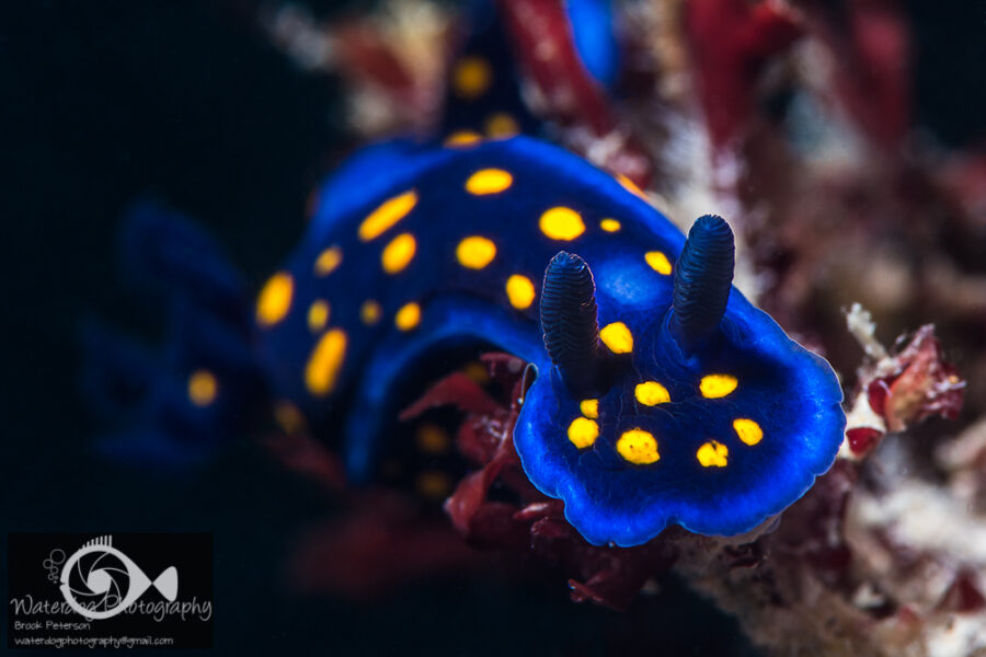 Flashback Thursday:  Are you a Nudiphile?