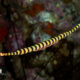 The Amazing Pipefish