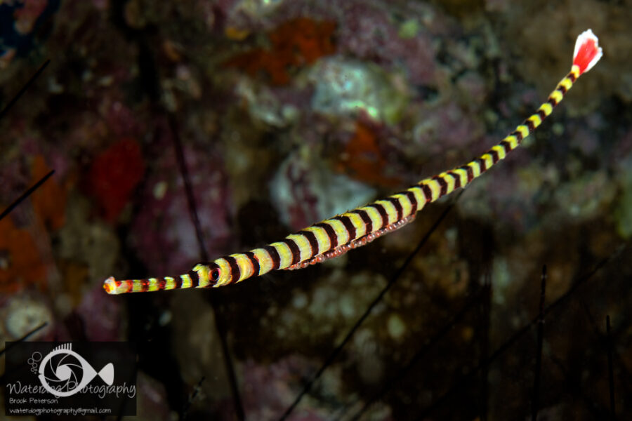 The Amazing Pipefish