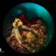 Underwater Photography with a Circular Fisheye Lens