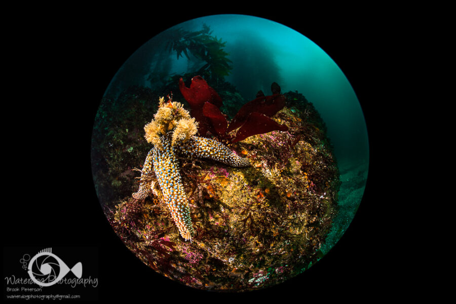 Underwater Photography with a Circular Fisheye Lens