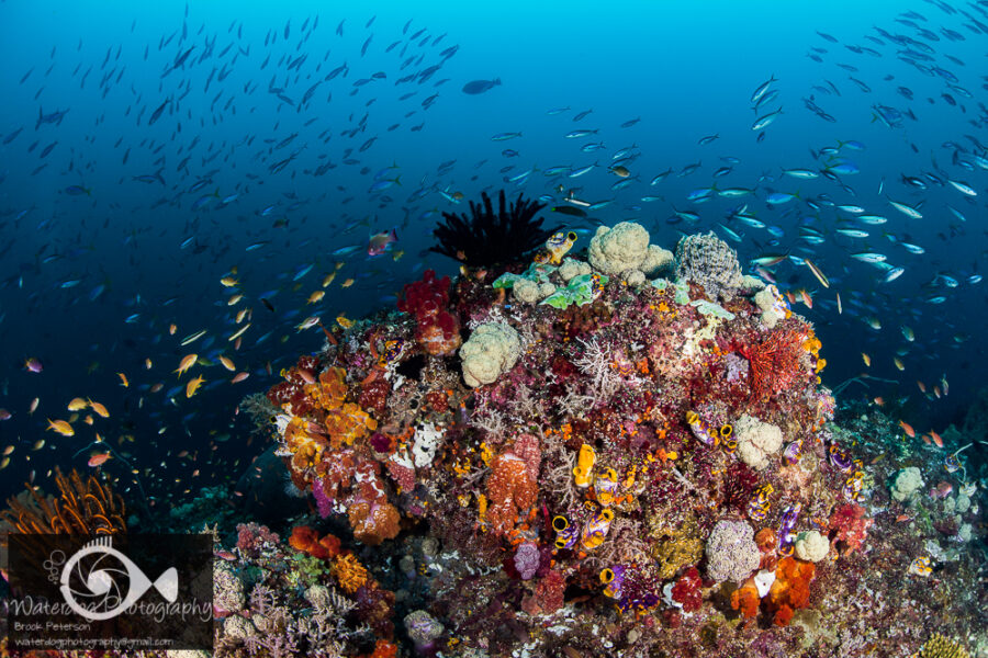 Five Life Hacks for Better Wide Angle Underwater Photography