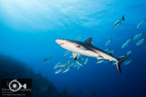 Strobe Positioning for Wide Angle Underwater Photography