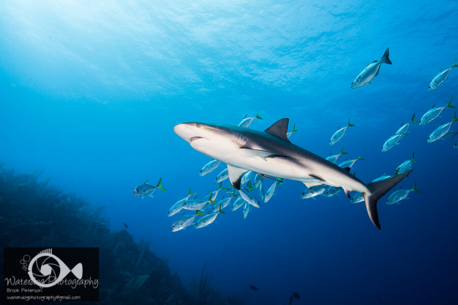 Strobe Positioning for Wide Angle Underwater Photography