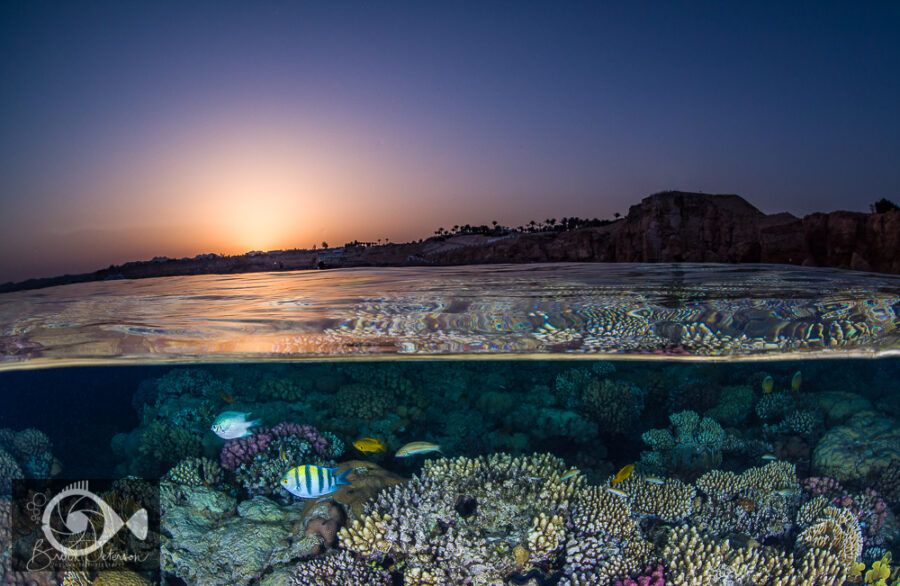 The Unforgettable Red Sea