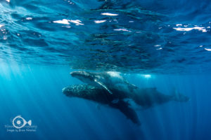 The Humpback Whales of Tonga