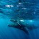The Humpback Whales of Tonga
