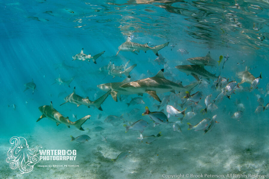 Feeding Frenzy in Fakarava