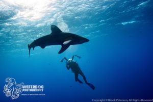 How To Improve Your Shark Photography