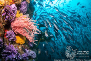 California Dreaming, A Dive into the Golden State