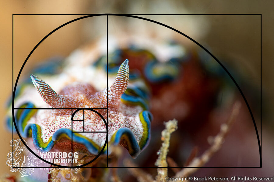 Mastering the Art of Stunning Underwater Macro Photography